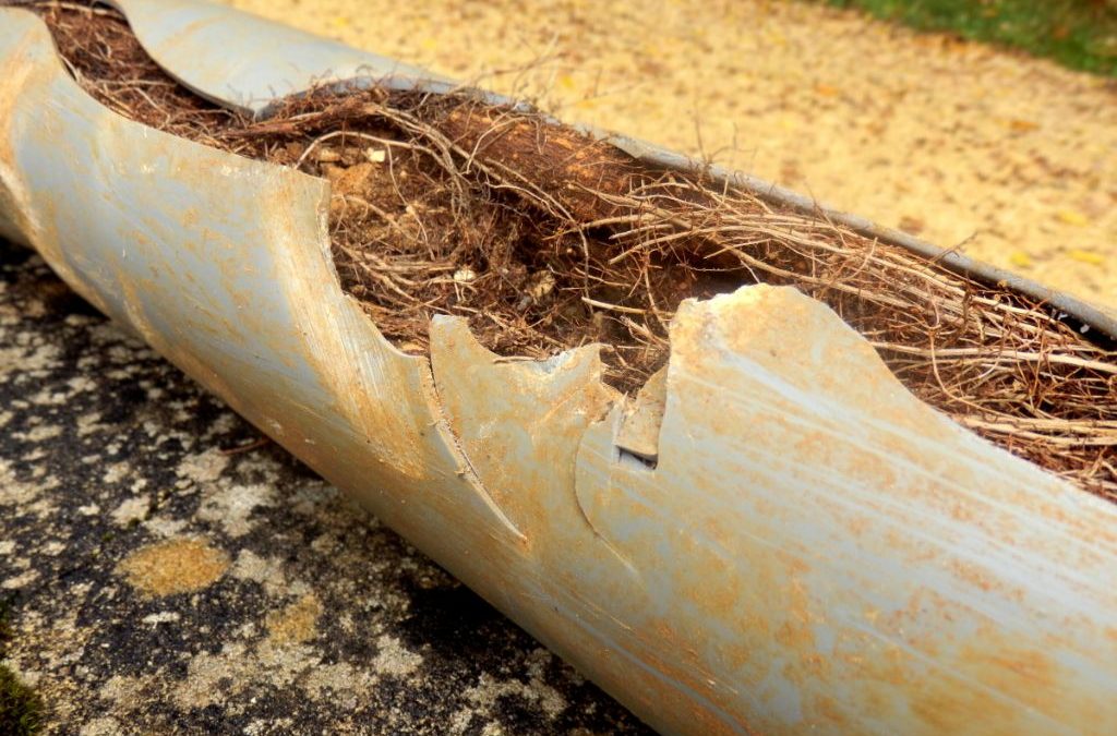 tree roots in pipes