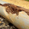 tree roots in pipes