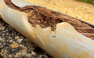 5 Simple Ways to Clear Roots from Drain Pipes