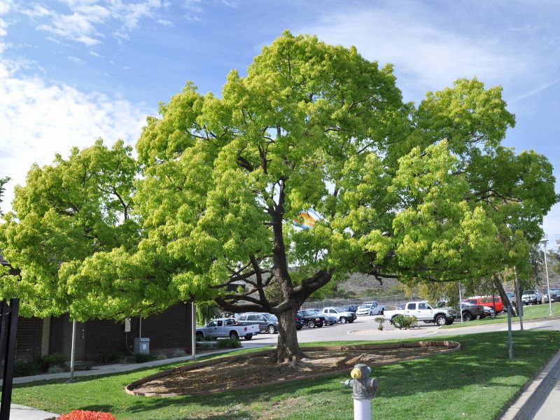 camphor laurel as worst trees for sewer lines