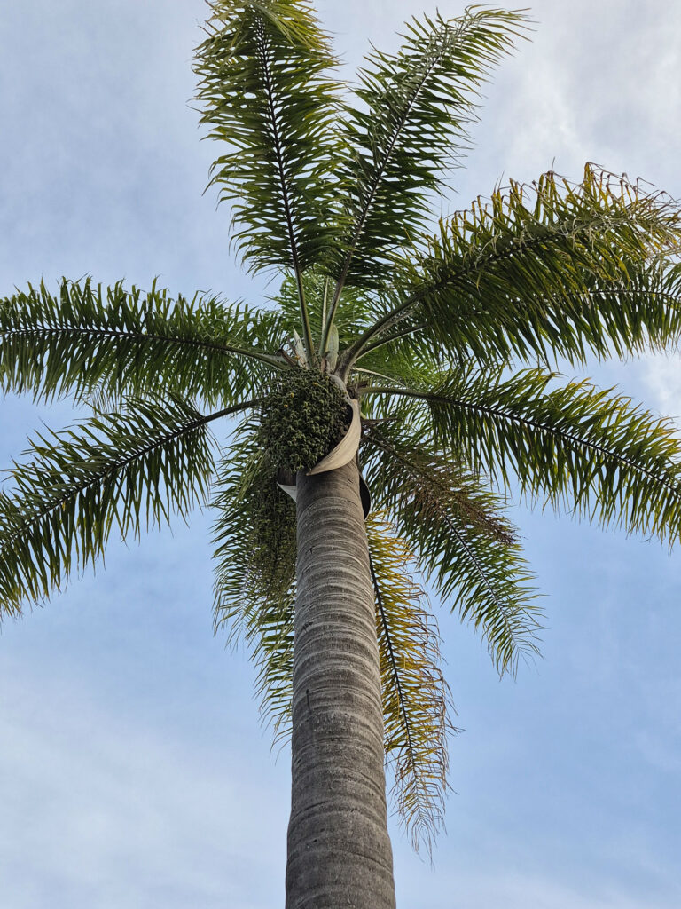 cocos palm