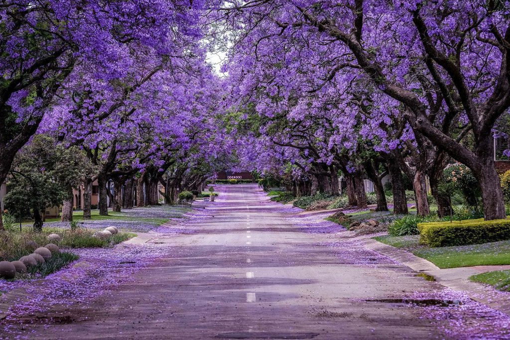 jacaranda trees as worst trees for sewer lines