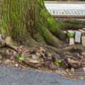 worst trees for sewer lines