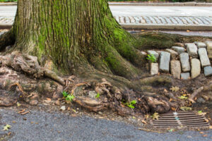 worst trees for sewer lines