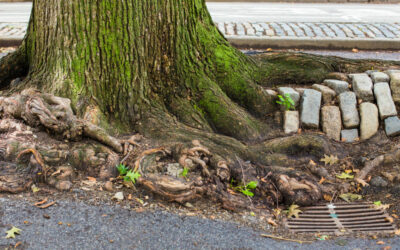 Worst Trees For Sewer lines In QLD (And What To Do About Them)