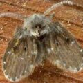 how to get rid of drain flies effectively