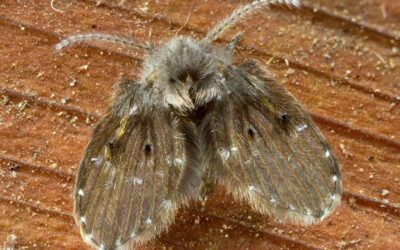 How To Get Rid Of Drain Flies Before They Take Over